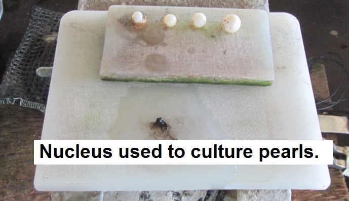 Nucleus used to culture pearls